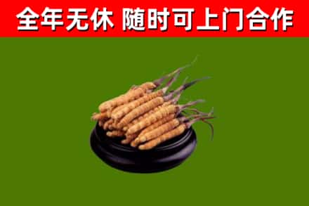 定安烟酒回收冬虫夏草.jpg