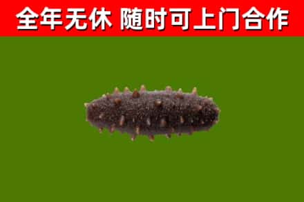定安回收海参干